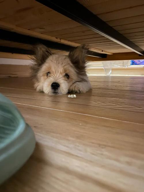 为什么狗狗喜欢钻床底,为啥狗狗喜欢钻床底-第4张图片-后鲨宠物 为什么狗狗喜欢钻床底,为啥狗狗喜欢钻床底-第4张图片-后鲨宠物