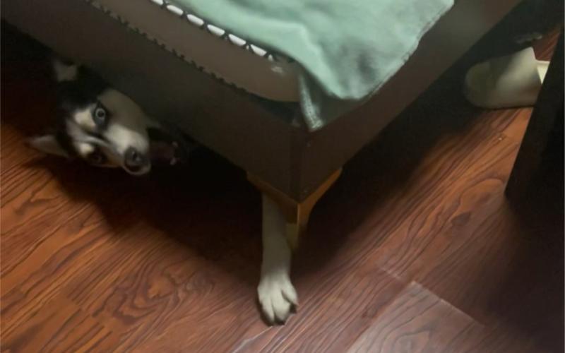 为什么狗狗喜欢钻床底,为啥狗狗喜欢钻床底-第6张图片-后鲨宠物 为什么狗狗喜欢钻床底,为啥狗狗喜欢钻床底-第6张图片-后鲨宠物