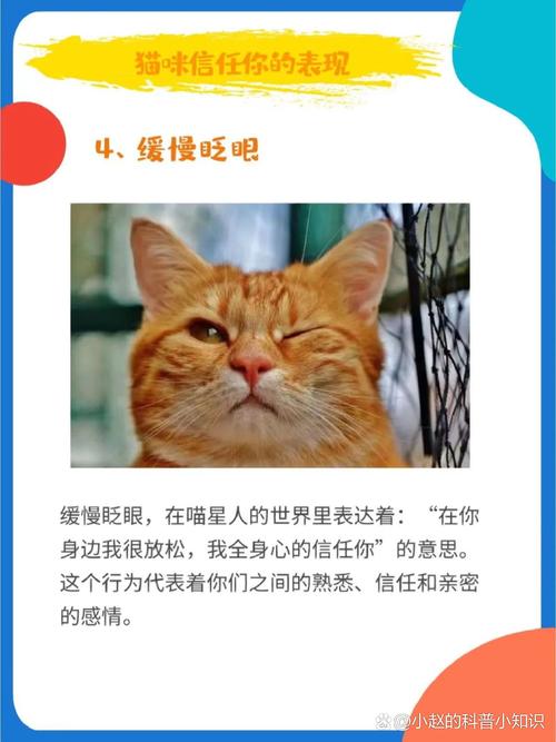 猫咪信任主人的表现,怎么确定猫认主人了-第1张图片-后鲨宠物 猫咪信任主人的表现,怎么确定猫认主人了-第1张图片-后鲨宠物