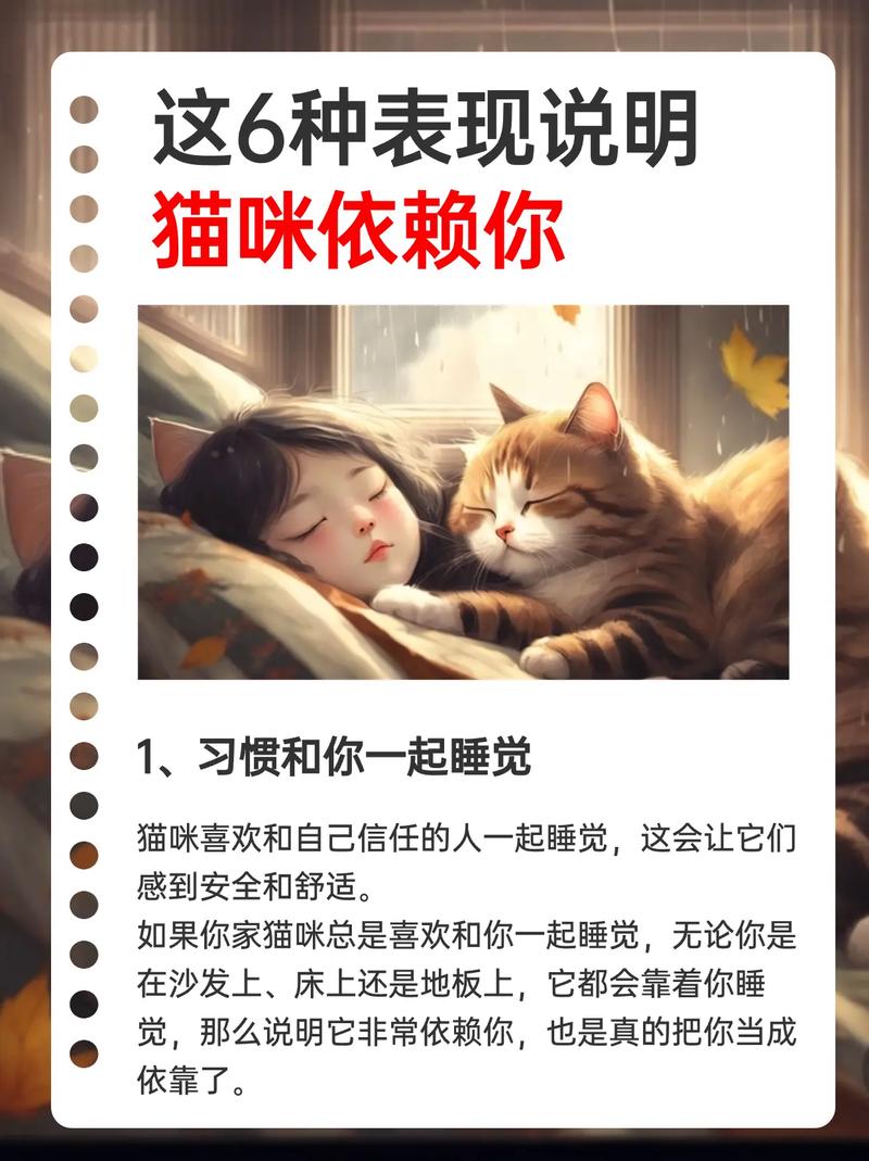 猫咪信任主人的表现,怎么确定猫认主人了-第3张图片-后鲨宠物 猫咪信任主人的表现,怎么确定猫认主人了-第3张图片-后鲨宠物