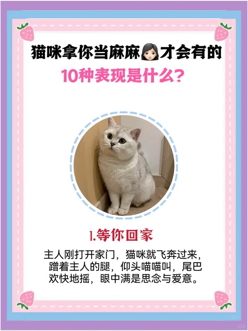 猫咪信任主人的表现,怎么确定猫认主人了-第5张图片-后鲨宠物 猫咪信任主人的表现,怎么确定猫认主人了-第5张图片-后鲨宠物