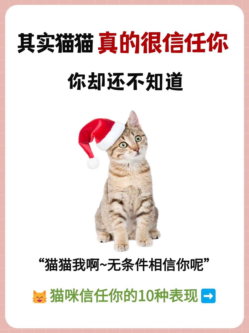 猫咪信任主人的表现,怎么确定猫认主人了-第6张图片-后鲨宠物 猫咪信任主人的表现,怎么确定猫认主人了-第6张图片-后鲨宠物