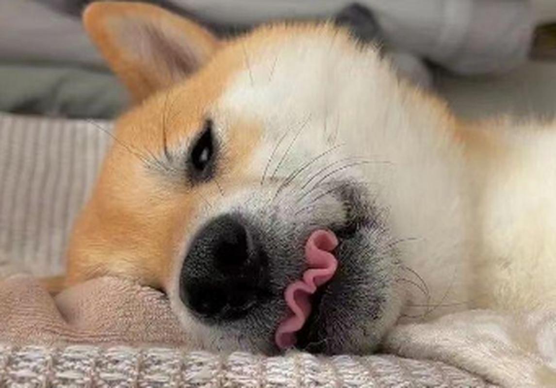 狗狗舌头烫是怎么回事,狗狗舌头特别烫-第1张图片-后鲨宠物 狗狗舌头烫是怎么回事,狗狗舌头特别烫-第1张图片-后鲨宠物