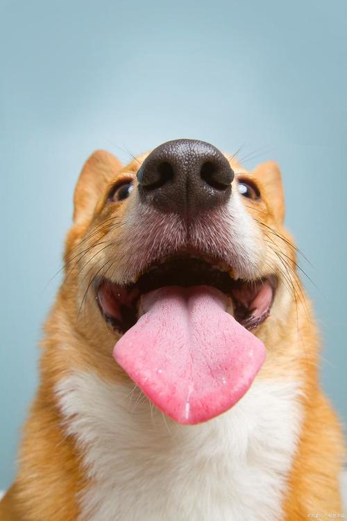 狗狗舌头烫是怎么回事,狗狗舌头特别烫-第2张图片-后鲨宠物 狗狗舌头烫是怎么回事,狗狗舌头特别烫-第2张图片-后鲨宠物