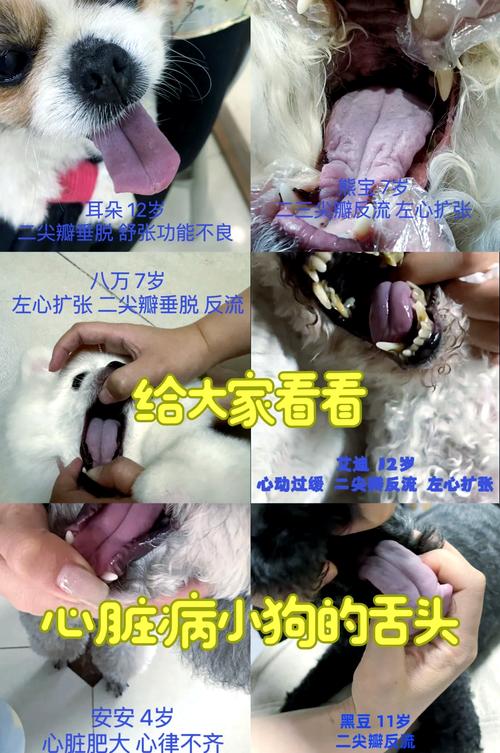 狗狗舌头烫是怎么回事,狗狗舌头特别烫-第6张图片-后鲨宠物 狗狗舌头烫是怎么回事,狗狗舌头特别烫-第6张图片-后鲨宠物