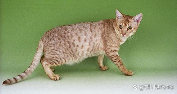 猫咪孤单的表现,猫咪好孤单?-第3张图片-后鲨宠物 猫咪孤单的表现,猫咪好孤单?-第3张图片-后鲨宠物