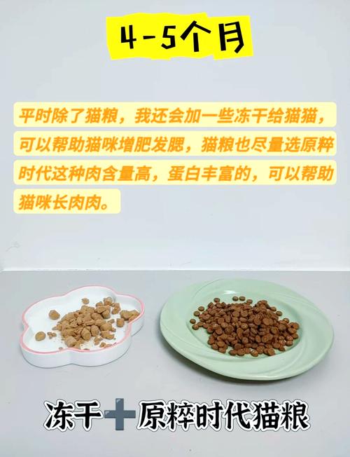 两个月大的猫咪_两个月大的猫咪怎么喂食-第2张图片-后鲨宠物 两个月大的猫咪_两个月大的猫咪怎么喂食-第2张图片-后鲨宠物