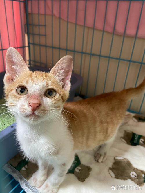 两个月大的猫咪_两个月大的猫咪怎么喂食-第4张图片-后鲨宠物 两个月大的猫咪_两个月大的猫咪怎么喂食-第4张图片-后鲨宠物