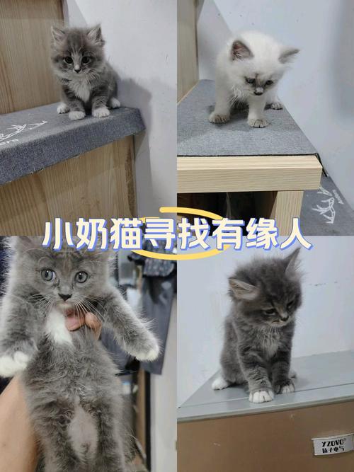 两个月大的猫咪_两个月大的猫咪怎么喂食-第5张图片-后鲨宠物 两个月大的猫咪_两个月大的猫咪怎么喂食-第5张图片-后鲨宠物