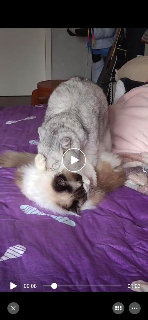 两个月大的猫咪_两个月大的猫咪怎么喂食-第6张图片-后鲨宠物 两个月大的猫咪_两个月大的猫咪怎么喂食-第6张图片-后鲨宠物