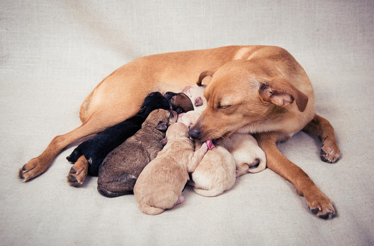  小狗狗什么时候断奶，小狗什么时候能断奶吃食啊-第2张图片-后鲨宠物