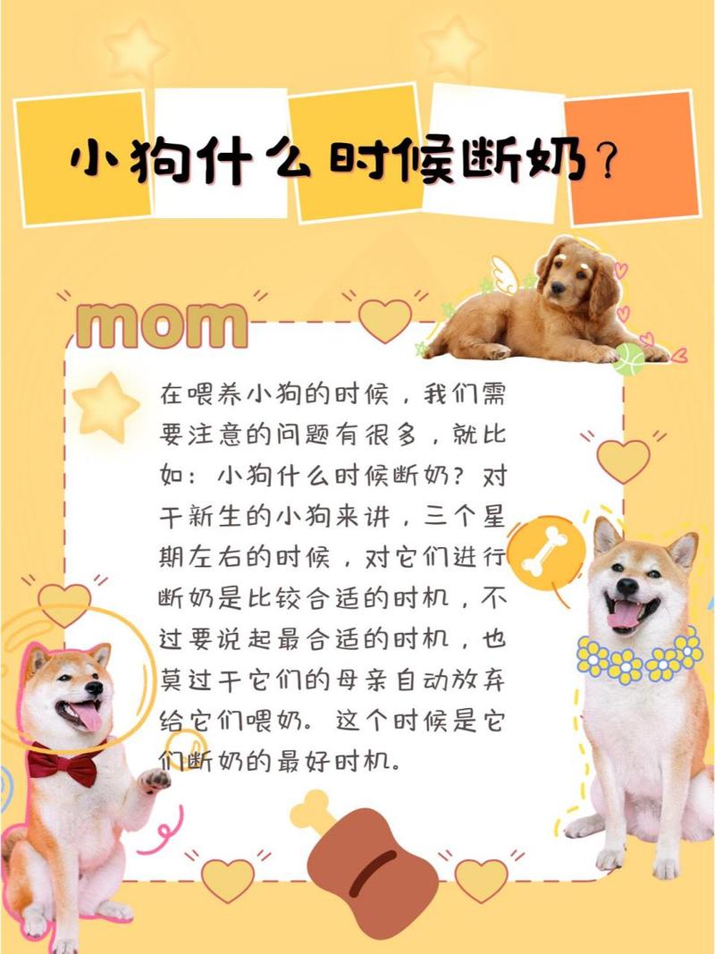  小狗狗什么时候断奶，小狗什么时候能断奶吃食啊-第4张图片-后鲨宠物