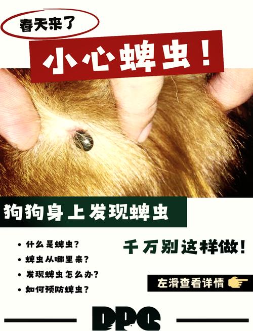 狗狗身上发现蜱虫怎么办_狗狗身上有蜱虫怎么弄下来-第3张图片-后鲨宠物 狗狗身上发现蜱虫怎么办_狗狗身上有蜱虫怎么弄下来-第3张图片-后鲨宠物