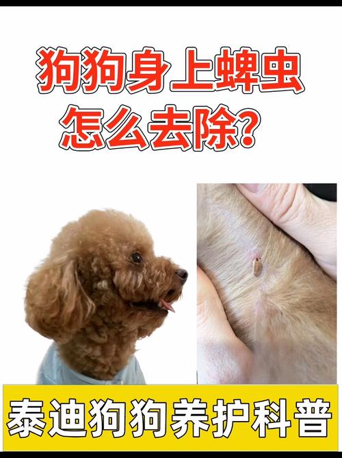 狗狗身上发现蜱虫怎么办_狗狗身上有蜱虫怎么弄下来-第2张图片-后鲨宠物 狗狗身上发现蜱虫怎么办_狗狗身上有蜱虫怎么弄下来-第2张图片-后鲨宠物