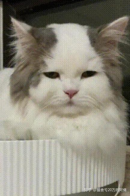 猫咪开脸是什么意思_猫开脸大好还是小好-第6张图片-后鲨宠物 猫咪开脸是什么意思_猫开脸大好还是小好-第6张图片-后鲨宠物