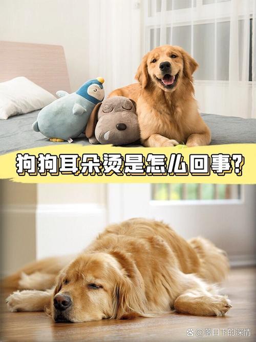 狗狗耳朵热正常吗,狗狗耳朵热是怎么回事?-第3张图片-后鲨宠物 狗狗耳朵热正常吗,狗狗耳朵热是怎么回事?-第3张图片-后鲨宠物