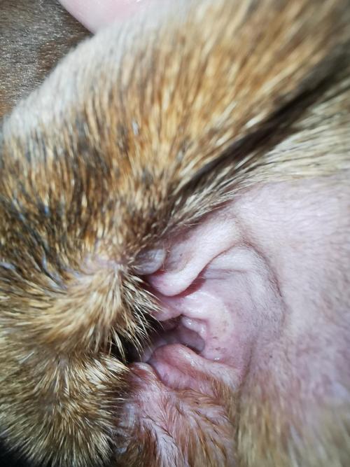 狗狗耳朵热正常吗,狗狗耳朵热是怎么回事?-第4张图片-后鲨宠物 狗狗耳朵热正常吗,狗狗耳朵热是怎么回事?-第4张图片-后鲨宠物