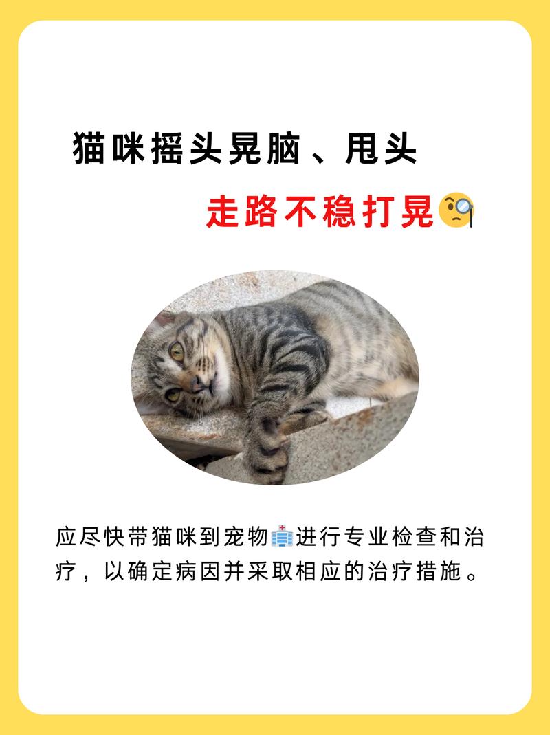 猫咪摇头怎么回事_猫咪摇头怎么回事儿-第1张图片-后鲨宠物 猫咪摇头怎么回事_猫咪摇头怎么回事儿-第1张图片-后鲨宠物