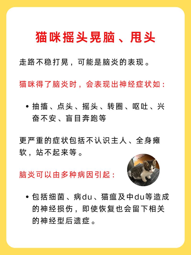 猫咪摇头怎么回事_猫咪摇头怎么回事儿-第2张图片-后鲨宠物 猫咪摇头怎么回事_猫咪摇头怎么回事儿-第2张图片-后鲨宠物