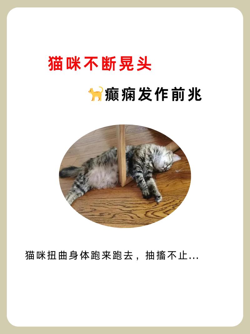 猫咪摇头怎么回事_猫咪摇头怎么回事儿-第3张图片-后鲨宠物 猫咪摇头怎么回事_猫咪摇头怎么回事儿-第3张图片-后鲨宠物