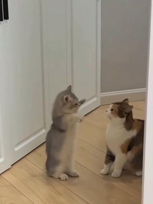 猫咪摇头怎么回事_猫咪摇头怎么回事儿-第4张图片-后鲨宠物 猫咪摇头怎么回事_猫咪摇头怎么回事儿-第4张图片-后鲨宠物