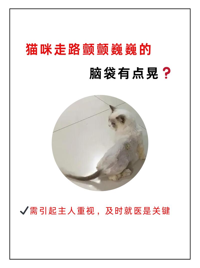 猫咪摇头怎么回事_猫咪摇头怎么回事儿-第5张图片-后鲨宠物 猫咪摇头怎么回事_猫咪摇头怎么回事儿-第5张图片-后鲨宠物