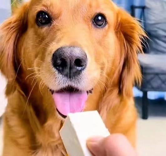 狗狗吃豆腐有什么好处_狗吃豆腐可以补钙吗-第4张图片-后鲨宠物 狗狗吃豆腐有什么好处_狗吃豆腐可以补钙吗-第4张图片-后鲨宠物