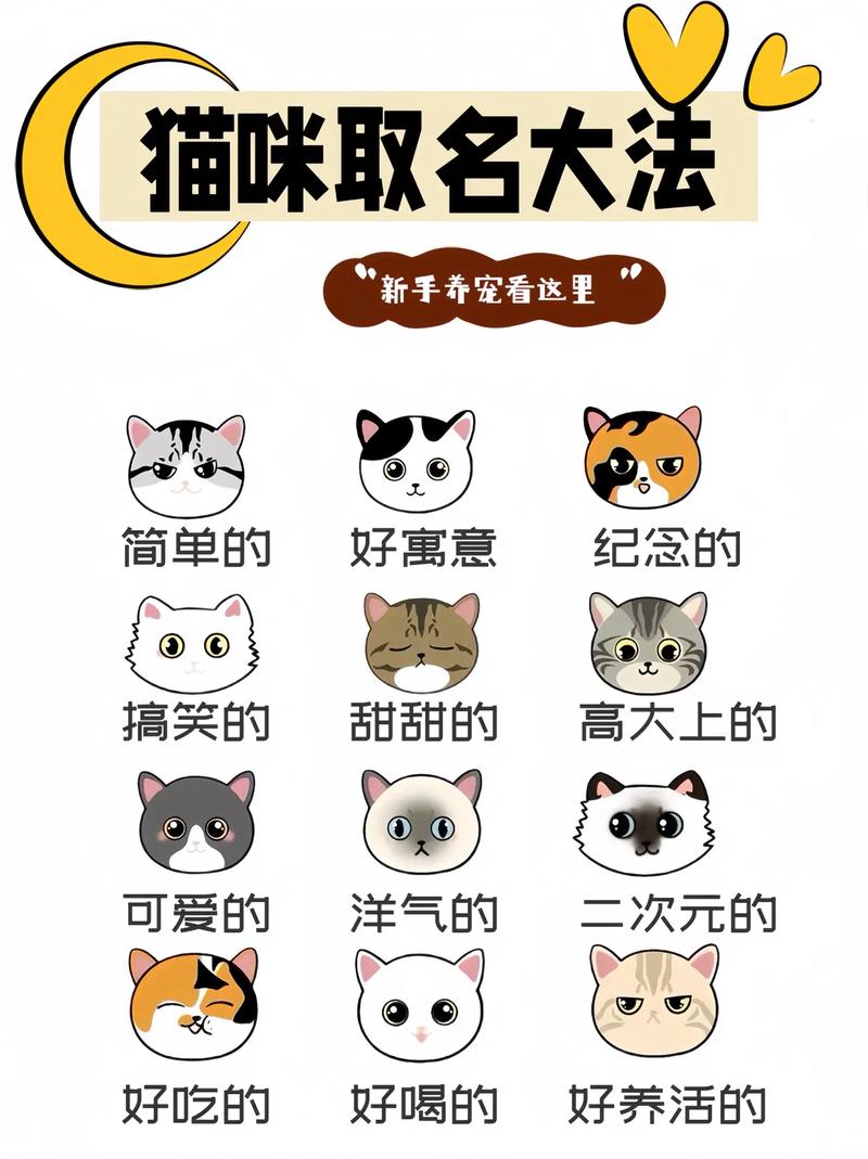 猫咪起个搞笑的名字,猫咪的搞怪名字-第5张图片-后鲨宠物 猫咪起个搞笑的名字,猫咪的搞怪名字-第5张图片-后鲨宠物