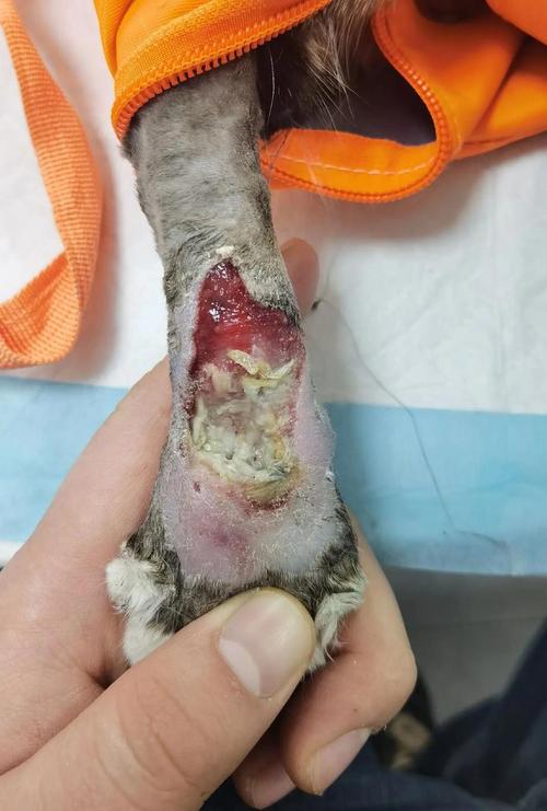 猫咪受伤了怎么办,猫咪受伤了怎么办?擦碘伏有用吗?-第4张图片-后鲨宠物 猫咪受伤了怎么办,猫咪受伤了怎么办?擦碘伏有用吗?-第4张图片-后鲨宠物