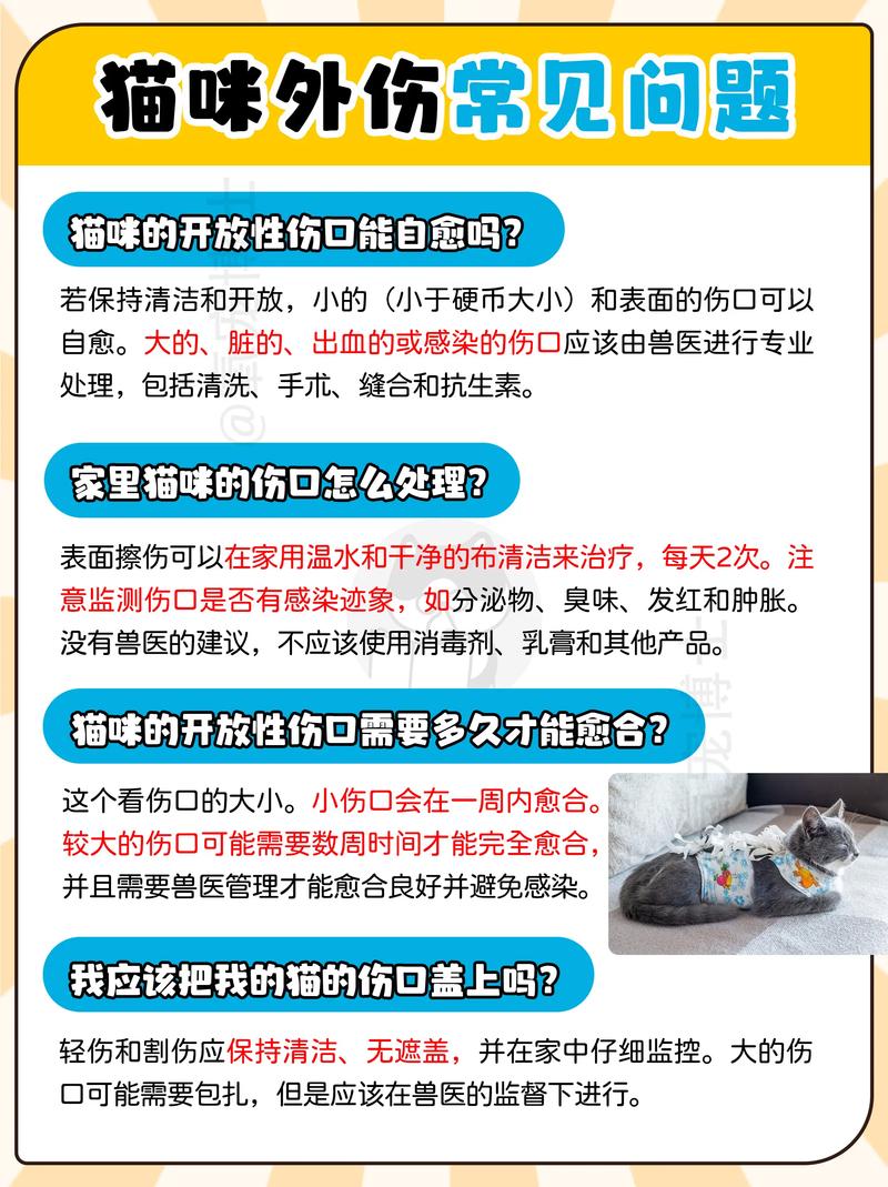 猫咪受伤了怎么办,猫咪受伤了怎么办?擦碘伏有用吗?-第5张图片-后鲨宠物 猫咪受伤了怎么办,猫咪受伤了怎么办?擦碘伏有用吗?-第5张图片-后鲨宠物