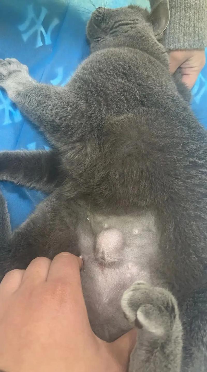 猫咪疝气手术多少钱_猫咪疝气手术费-第1张图片-后鲨宠物 猫咪疝气手术多少钱_猫咪疝气手术费-第1张图片-后鲨宠物