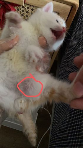 猫咪疝气手术多少钱_猫咪疝气手术费-第2张图片-后鲨宠物 猫咪疝气手术多少钱_猫咪疝气手术费-第2张图片-后鲨宠物