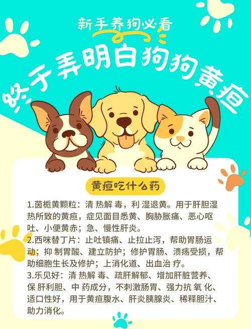 狗狗黄疸怎么治疗,狗狗黄疸怎么治疗比较好-第5张图片-后鲨宠物 狗狗黄疸怎么治疗,狗狗黄疸怎么治疗比较好-第5张图片-后鲨宠物