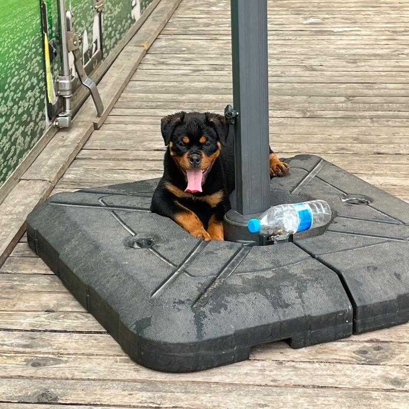 三个月大的狗狗一天喂几次,三个月的狗狗一天喂几次正常-第3张图片-后鲨宠物 三个月大的狗狗一天喂几次,三个月的狗狗一天喂几次正常-第3张图片-后鲨宠物