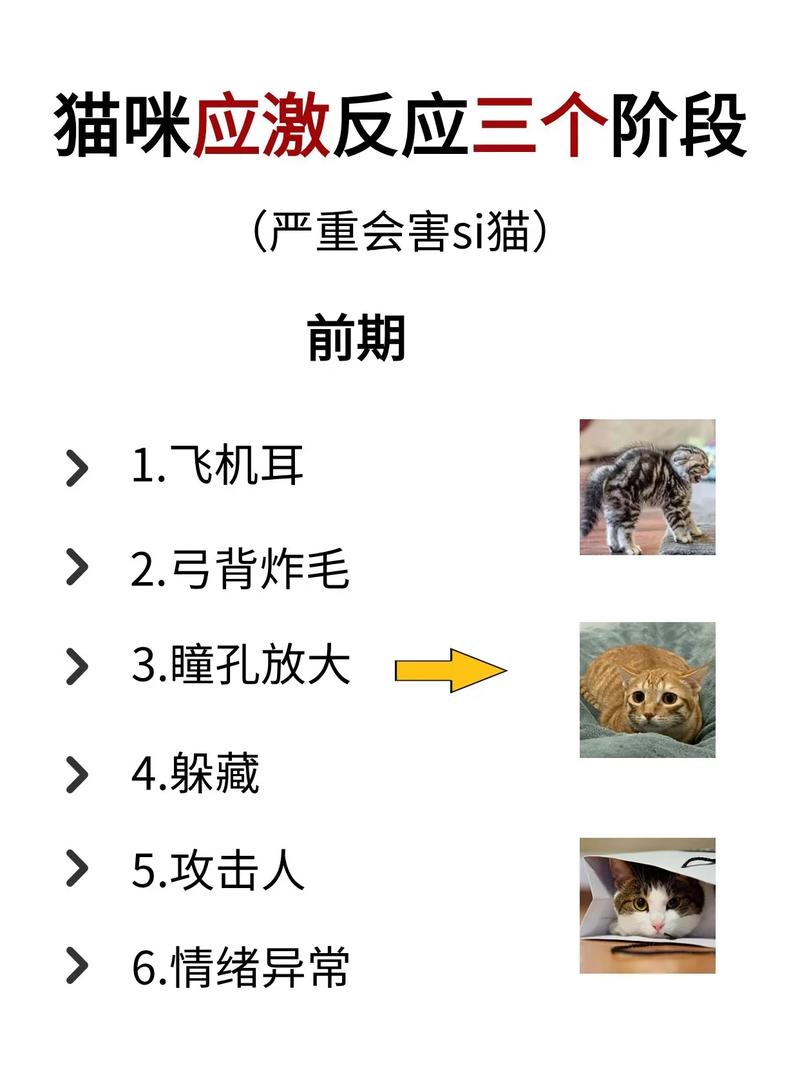 猫咪的应激反应,猫咪的应激反应怎么处理?-第2张图片-后鲨宠物 猫咪的应激反应,猫咪的应激反应怎么处理?-第2张图片-后鲨宠物