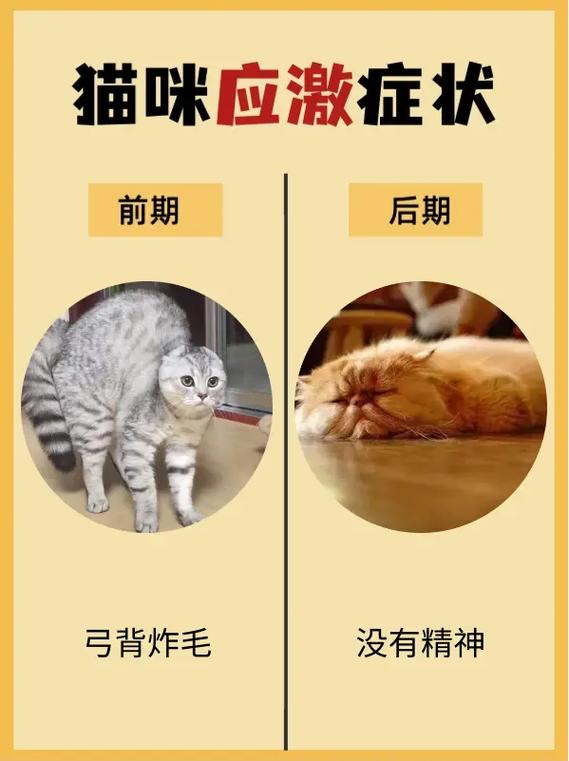 猫咪的应激反应,猫咪的应激反应怎么处理?-第5张图片-后鲨宠物 猫咪的应激反应,猫咪的应激反应怎么处理?-第5张图片-后鲨宠物