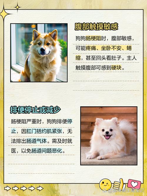 狗狗肠梗阻的症状,狗狗肠梗阻的症状有哪些?-第2张图片-后鲨宠物 狗狗肠梗阻的症状,狗狗肠梗阻的症状有哪些?-第2张图片-后鲨宠物