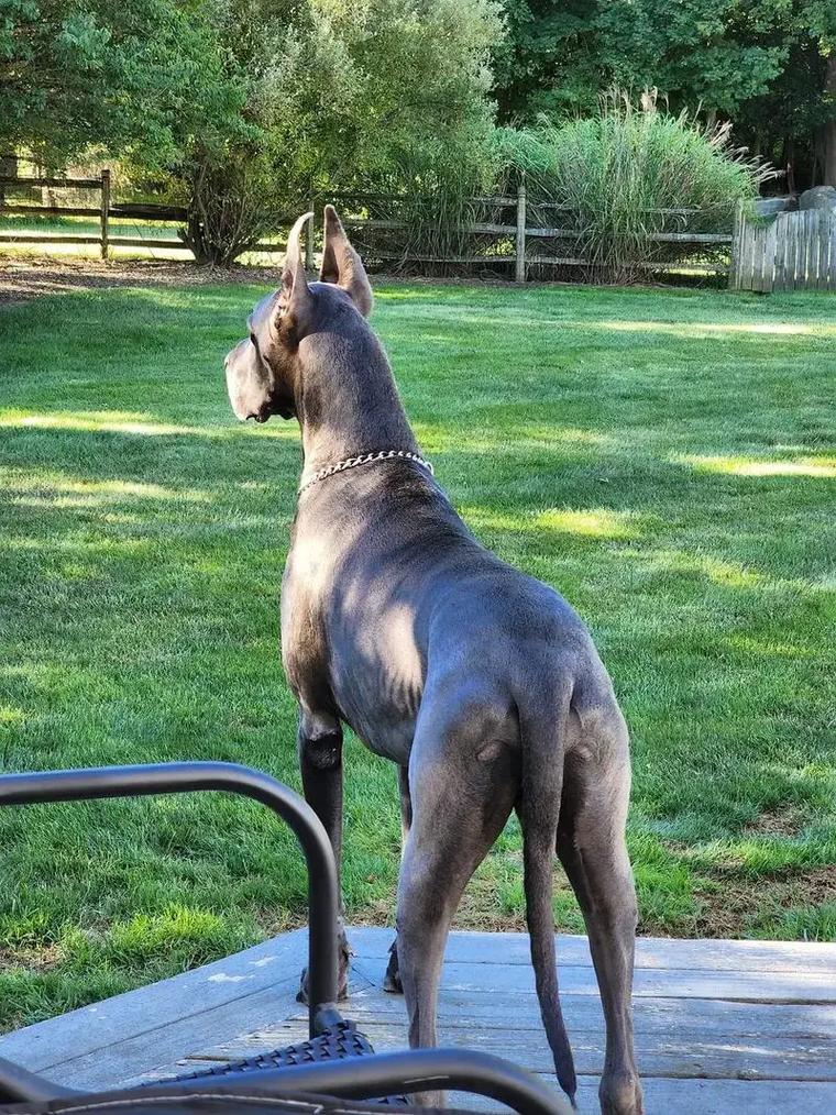 狗狗肠梗阻的症状,狗狗肠梗阻的症状有哪些?-第4张图片-后鲨宠物 狗狗肠梗阻的症状,狗狗肠梗阻的症状有哪些?-第4张图片-后鲨宠物