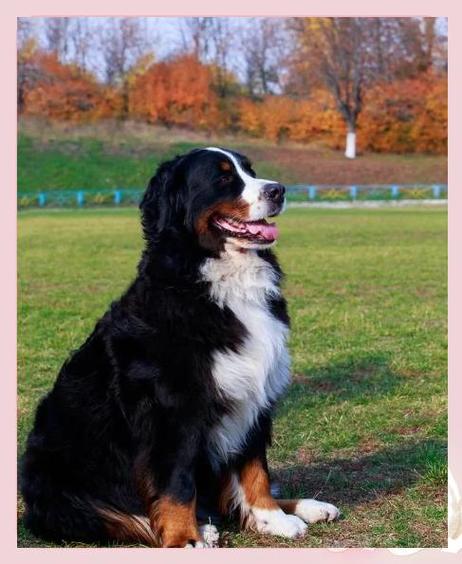 狗狗肠梗阻的症状,狗狗肠梗阻的症状有哪些?-第6张图片-后鲨宠物 狗狗肠梗阻的症状,狗狗肠梗阻的症状有哪些?-第6张图片-后鲨宠物