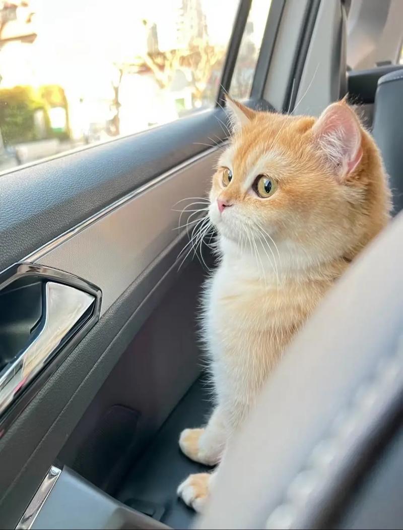  猫咪可以坐公交吗，猫咪可以坐公交嘛-第3张图片-后鲨宠物