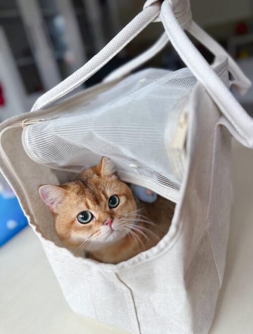  猫咪可以坐公交吗，猫咪可以坐公交嘛-第4张图片-后鲨宠物