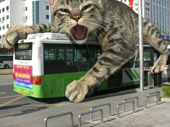  猫咪可以坐公交吗，猫咪可以坐公交嘛-第5张图片-后鲨宠物