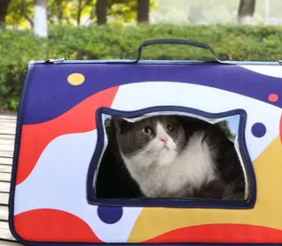  猫咪可以坐公交吗，猫咪可以坐公交嘛-第6张图片-后鲨宠物