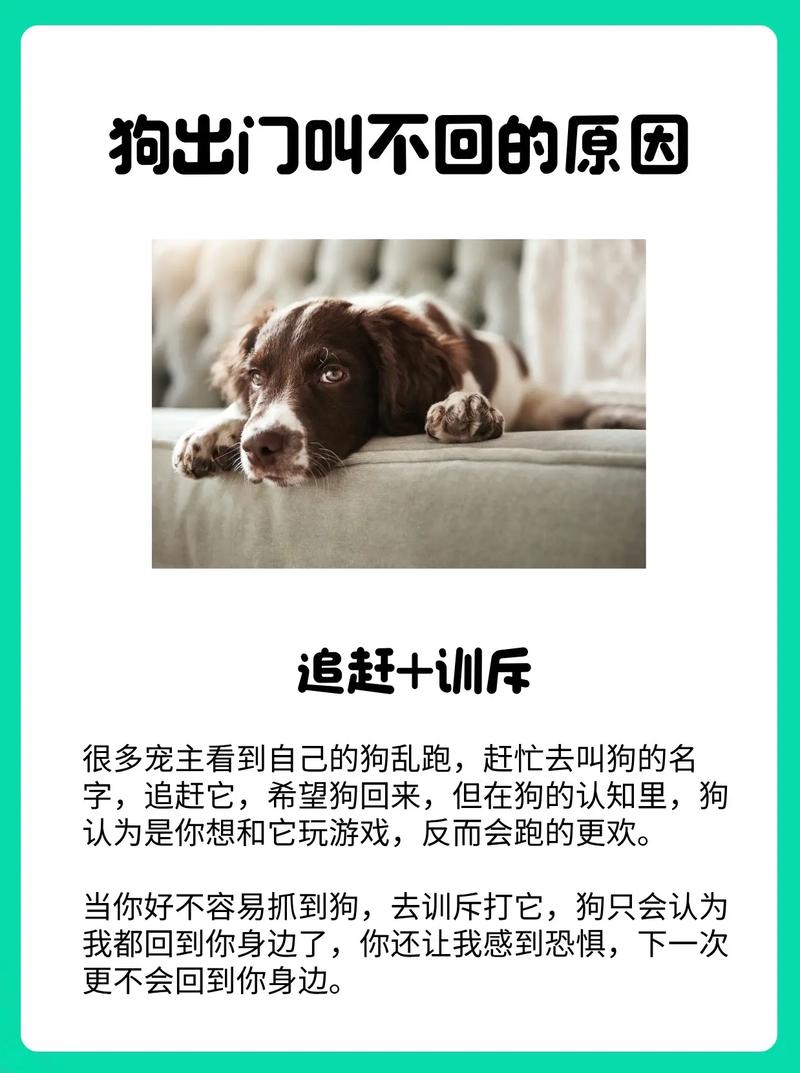 狗狗不乖怎么办,狗狗特别不乖?-第5张图片-后鲨宠物 狗狗不乖怎么办,狗狗特别不乖?-第5张图片-后鲨宠物