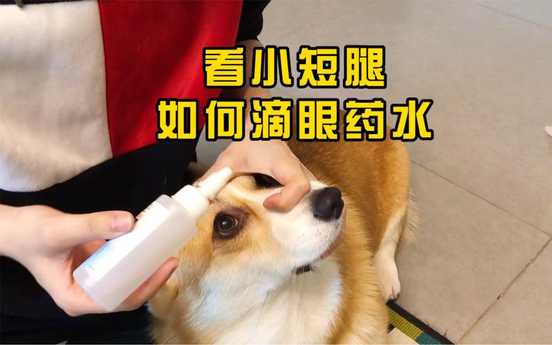 如何给狗狗滴眼药水,怎样帮狗狗滴眼药水?-第2张图片-后鲨宠物 如何给狗狗滴眼药水,怎样帮狗狗滴眼药水?-第2张图片-后鲨宠物
