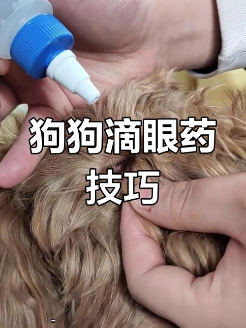 如何给狗狗滴眼药水,怎样帮狗狗滴眼药水?-第4张图片-后鲨宠物 如何给狗狗滴眼药水,怎样帮狗狗滴眼药水?-第4张图片-后鲨宠物