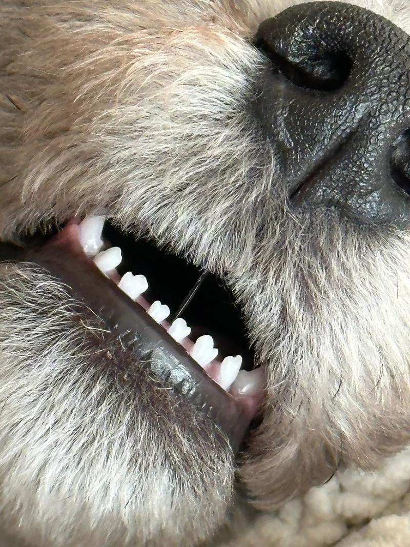 狗狗多久长牙齿,狗狗多久长齐牙?-第2张图片-后鲨宠物 狗狗多久长牙齿,狗狗多久长齐牙?-第2张图片-后鲨宠物