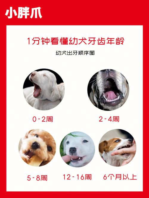 狗狗多久长牙齿,狗狗多久长齐牙?-第3张图片-后鲨宠物 狗狗多久长牙齿,狗狗多久长齐牙?-第3张图片-后鲨宠物
