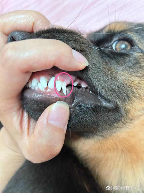 狗狗多久长牙齿,狗狗多久长齐牙?-第5张图片-后鲨宠物 狗狗多久长牙齿,狗狗多久长齐牙?-第5张图片-后鲨宠物
