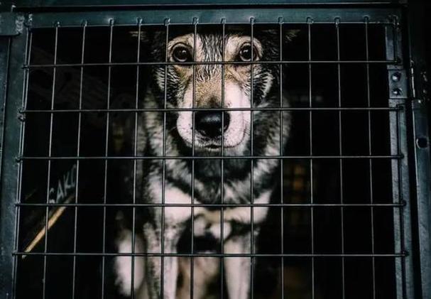 晚上狗狗一直叫怎么办,晚上狗狗老是叫怎么办-第1张图片-后鲨宠物 晚上狗狗一直叫怎么办,晚上狗狗老是叫怎么办-第1张图片-后鲨宠物